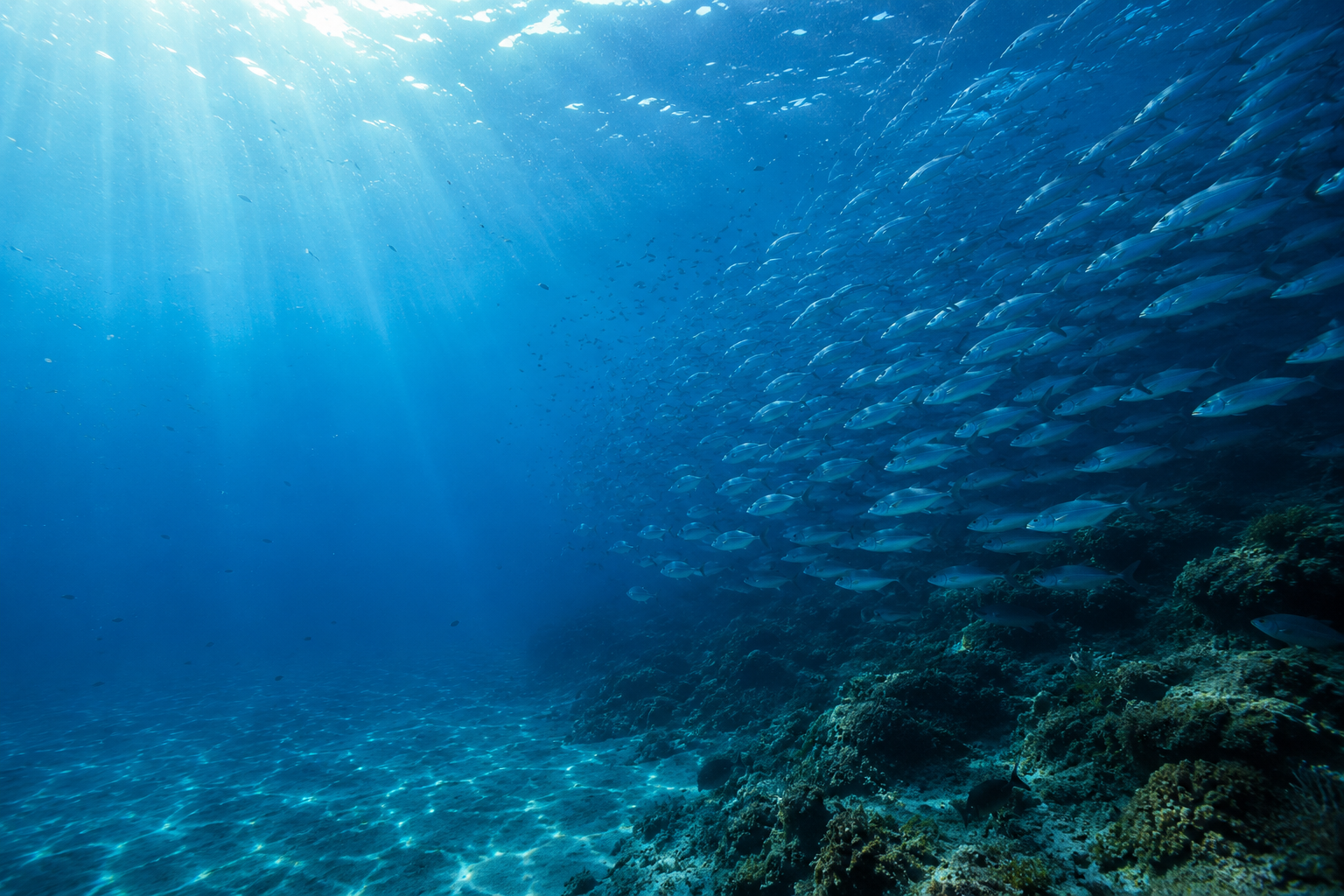 Keunggulan - PT KOUSHI AQUACULTUR INDONESIA