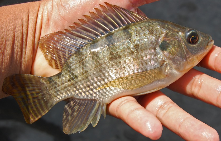 Pembiakan Ikan Segar